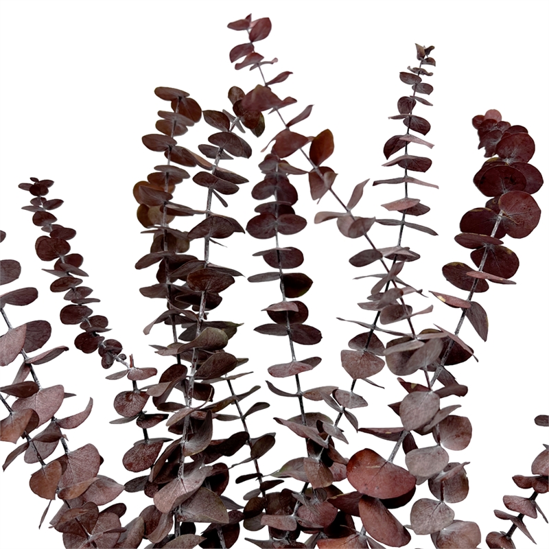 Bergamo Art Bundle of 4 Preserved Eucalyptus Leaves in 17-23