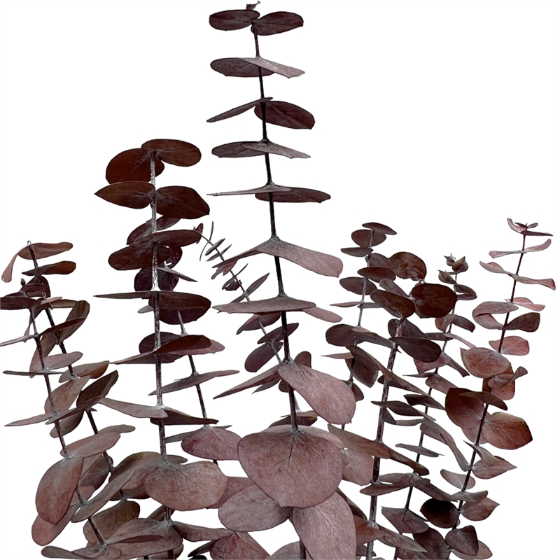 Bergamo Art Bundle of 4 Preserved Eucalyptus Leaves in 17-23