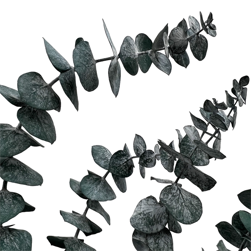 Bergamo Art Bundle of 4 Preserved Eucalyptus Leaves in 17-23