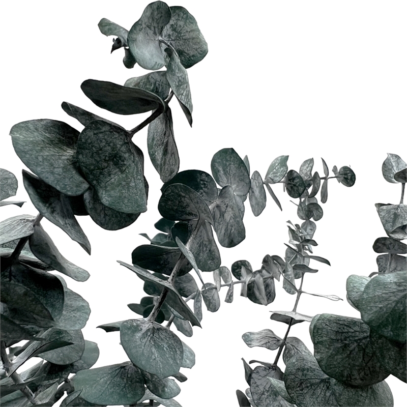 Bergamo Art Bundle of 4 Preserved Eucalyptus Leaves in 17-23