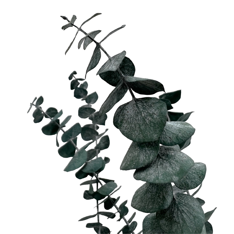 Bergamo Art Bundle of 4 Preserved Eucalyptus Leaves in 17-23