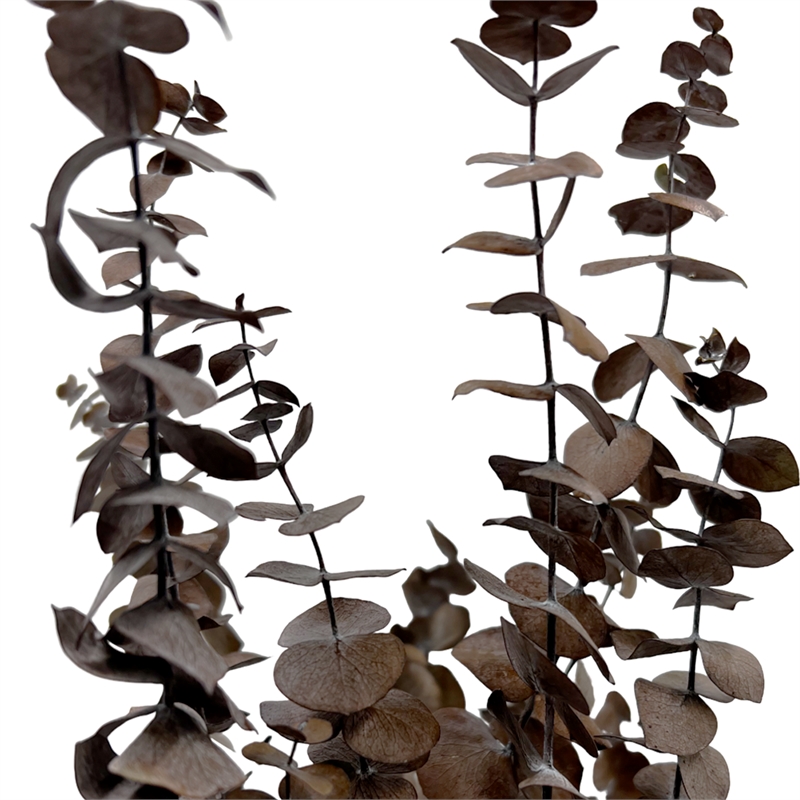 Bergamo Art Bundle of 4 Preserved Eucalyptus Leaves in17-23