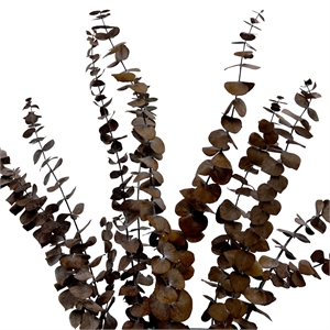 Bergamo Art Bundle of 4 Preserved Eucalyptus Leaves in17-23&quot long in Coffee