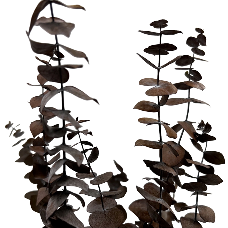 Bergamo Art Bundle of 4 Preserved Eucalyptus Leaves in17-23