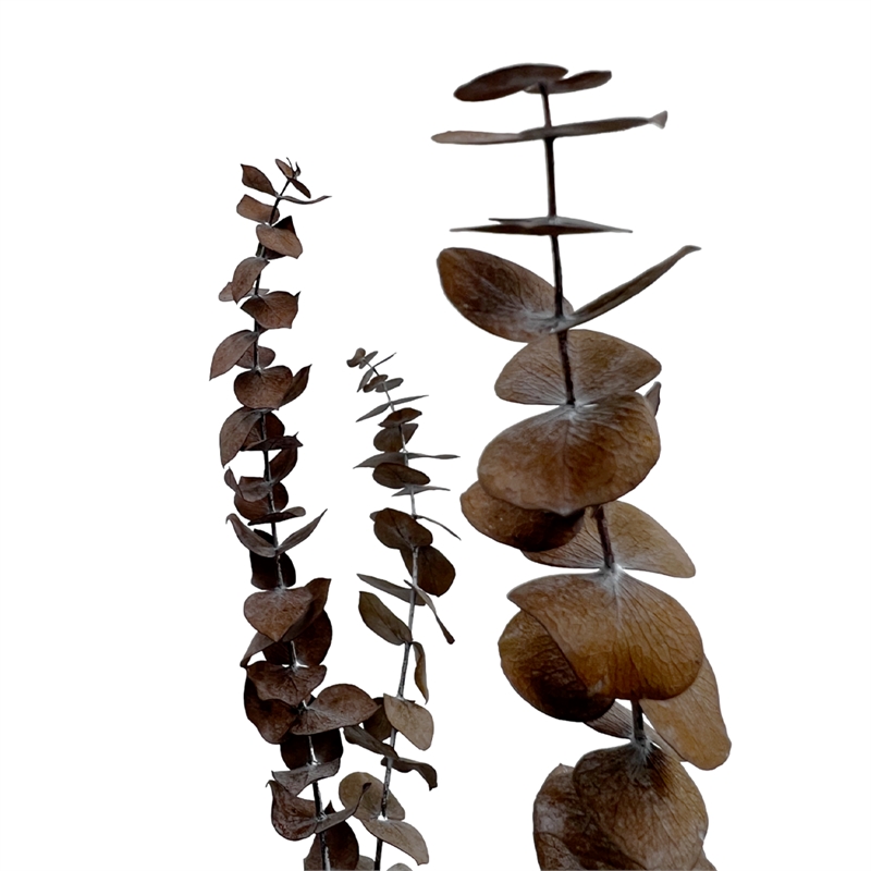 Bergamo Art Bundle of 4 Preserved Eucalyptus Leaves in17-23