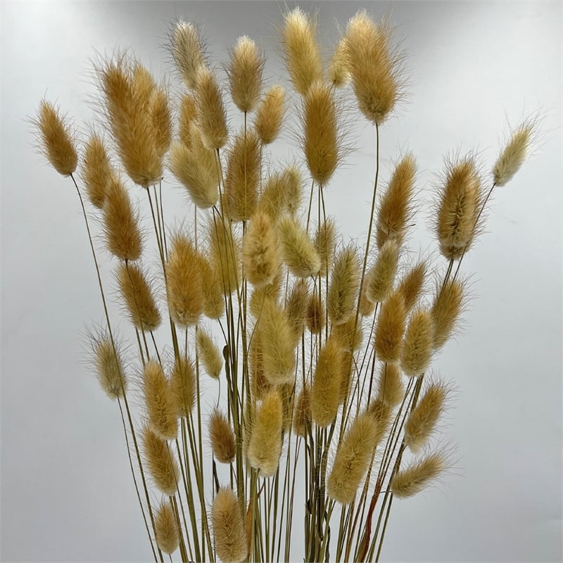 Bergamo Art Bundle of 4 Bunch Dried Bunny Tails Grass-20-24