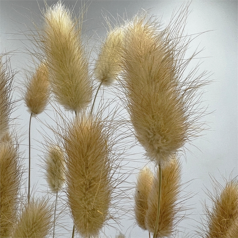Bergamo Art Bundle of 4 Bunch Dried Bunny Tails Grass-20-24