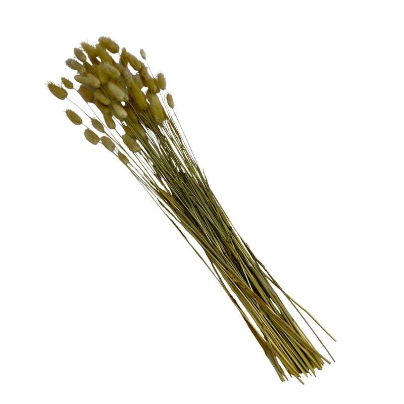 Bergamo Art Bundle of 4 Bunch Dried Bunny Tails Grass-20-24
