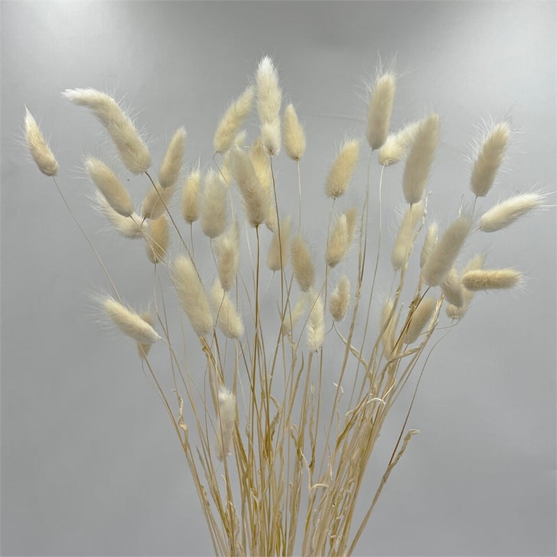 Bergamo Art Bundle of 4 Bunch Dried Bunny Tails Grass-20-24
