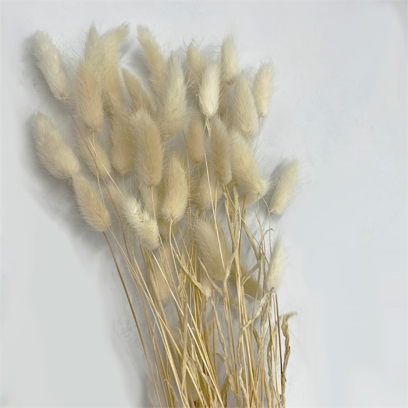 Bergamo Art Bundle of 4 Bunch Dried Bunny Tails Grass-20-24