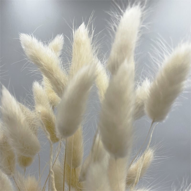 Bergamo Art Bundle of 4 Bunch Dried Bunny Tails Grass-20-24