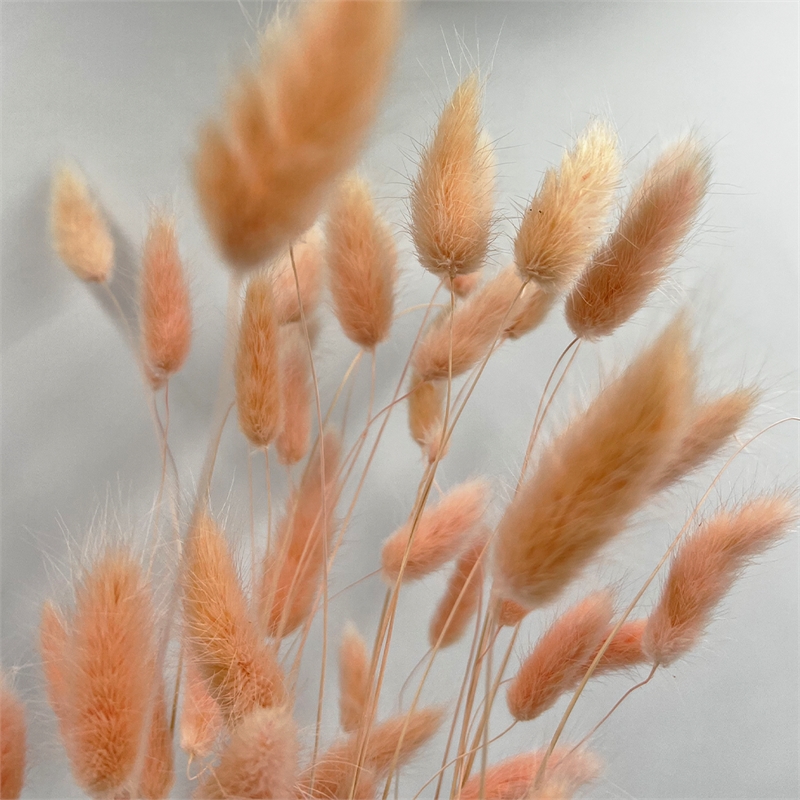 Bergamo Art Bundle of 4 Bunch Dried Bunny Tails Grass-20-24
