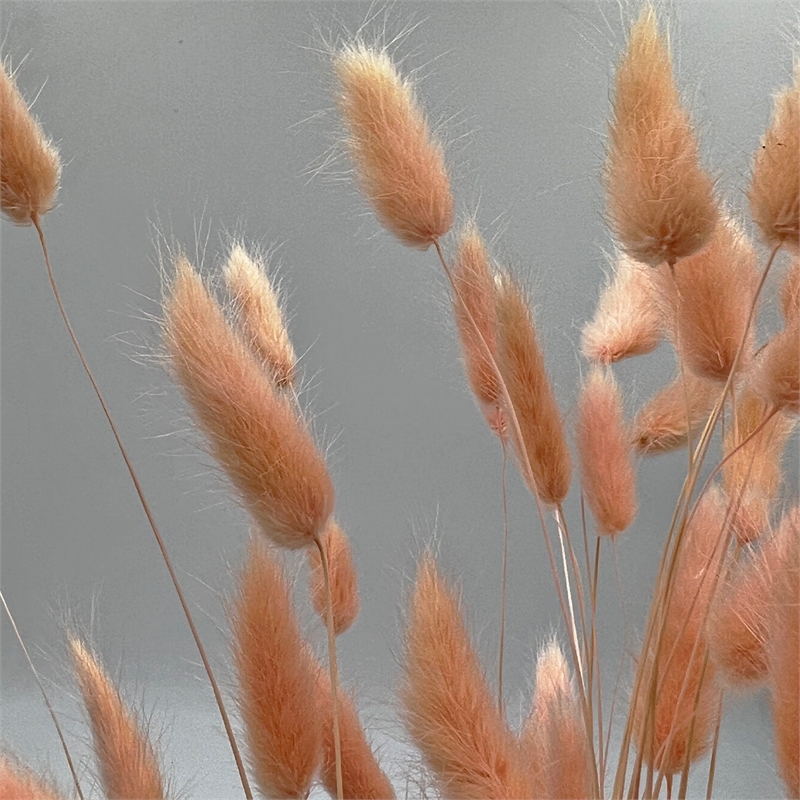 Bergamo Art Bundle of 4 Bunch Dried Bunny Tails Grass-20-24