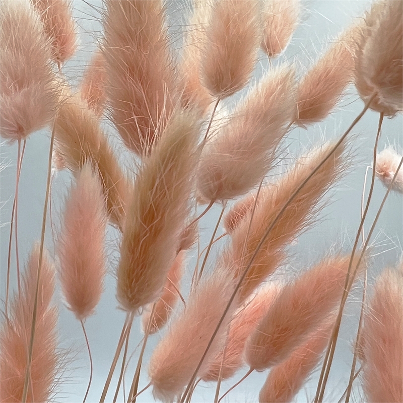 Bergamo Art Bundle of 4 Bunch Dried Bunny Tails Grass-20-24