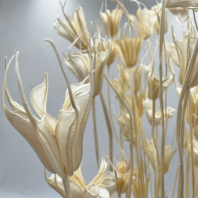 Bergamo Art Bundle of 4 Dried Octagon Flower in White