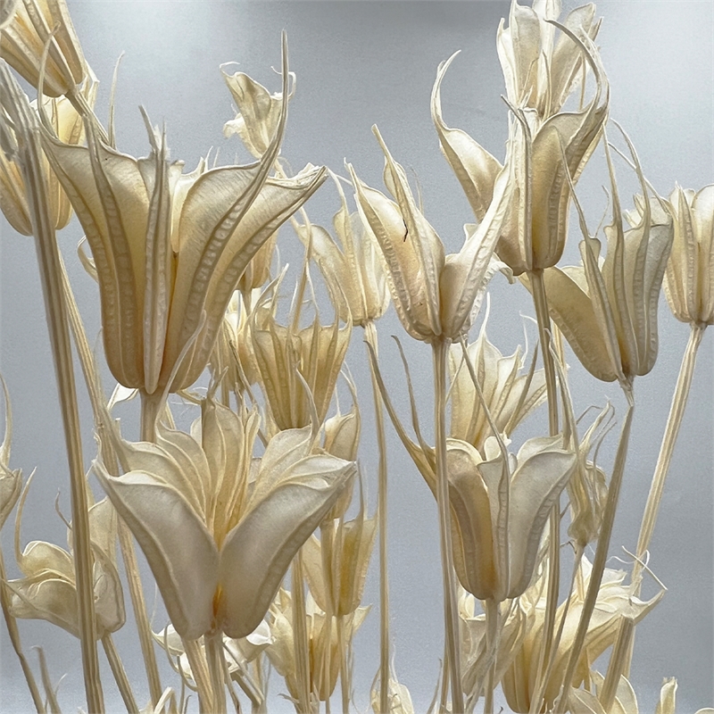 Bergamo Art Bundle of 4 Dried Octagon Flower in White