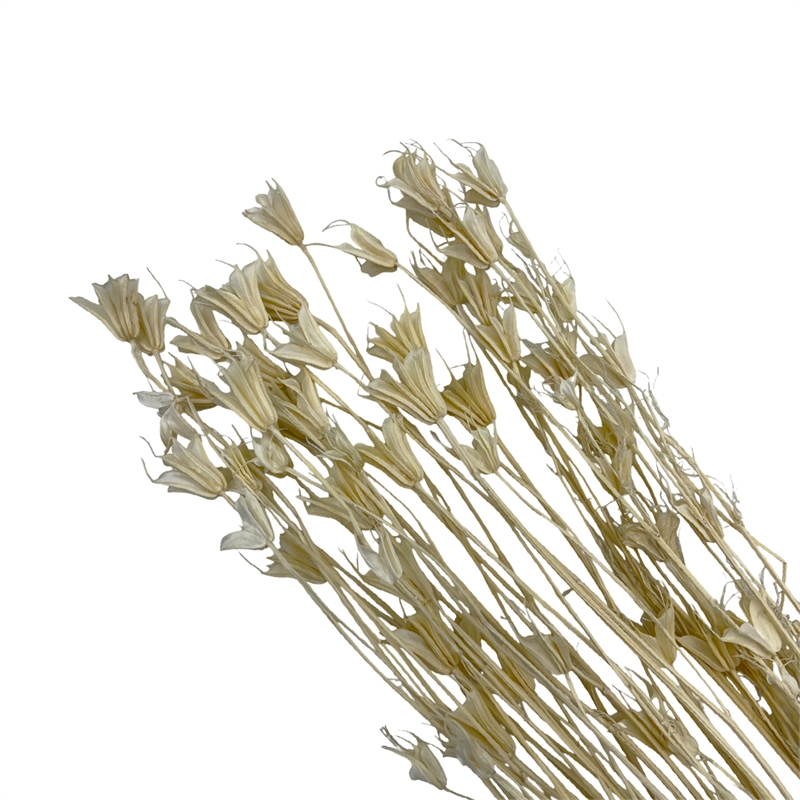 Bergamo Art Bundle of 4 Dried Octagon Flower in White