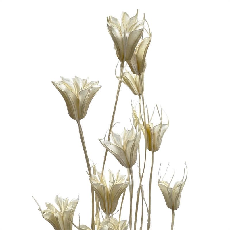 Bergamo Art Bundle of 4 Dried Octagon Flower in White