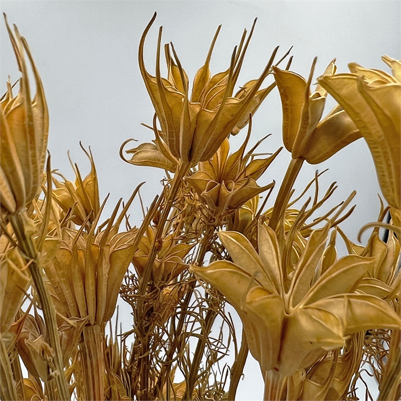 Bergamo Art Bundle of 4 Dried Octagon Flower in Natural