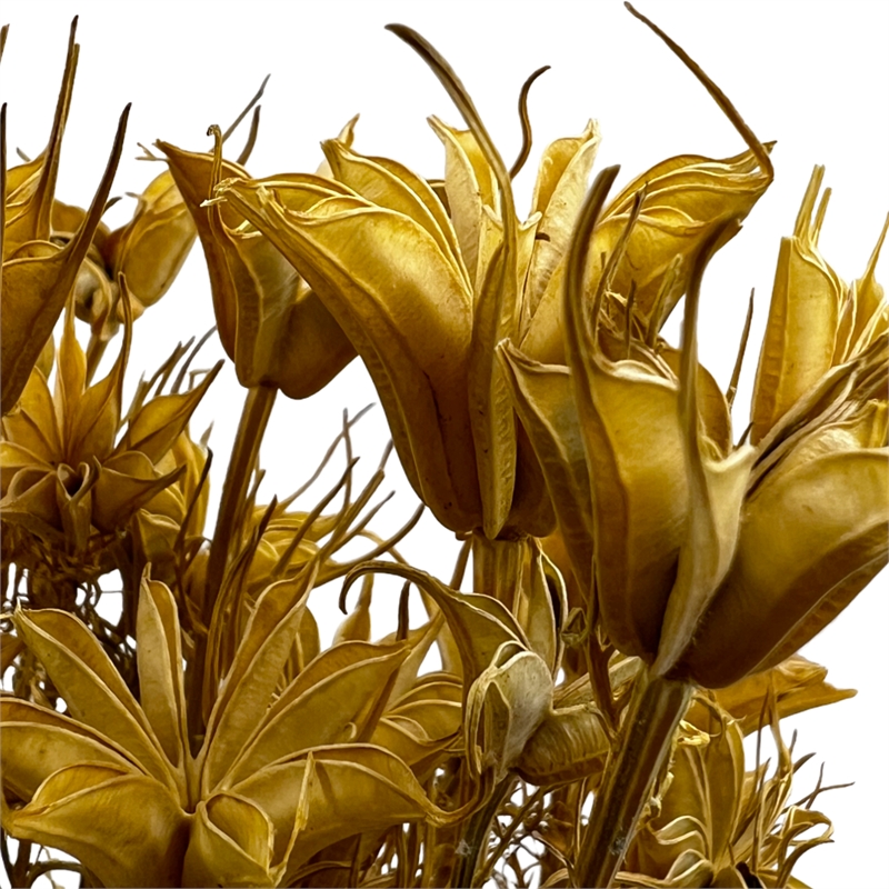 Bergamo Art Bundle of 4 Dried Octagon Flower in Natural