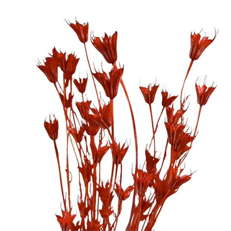 Bergamo Art Bundle of 4 Dried Octagon Flower in Red