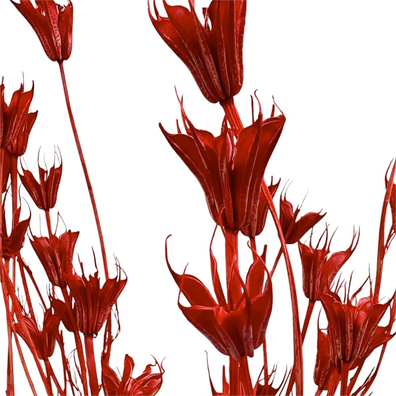 Bergamo Art Bundle of 4 Dried Octagon Flower in Red