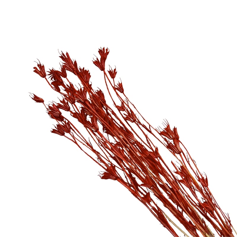 Bergamo Art Bundle of 4 Dried Octagon Flower in Red