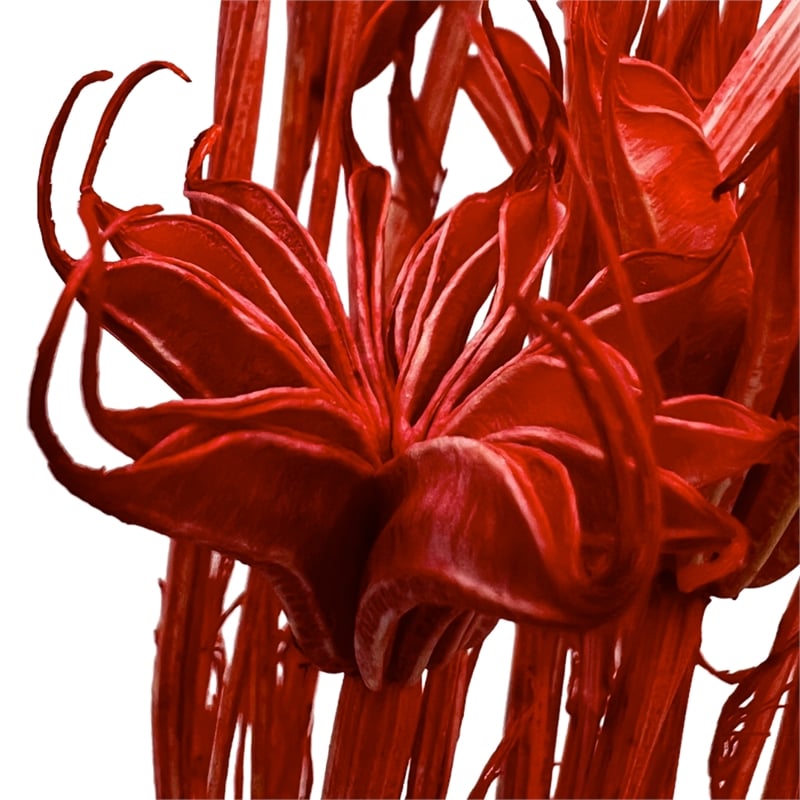 Bergamo Art Bundle of 4 Dried Octagon Flower in Red