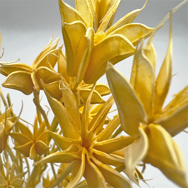 Bergamo Art Bundle of 4 Dried Octagon Flower in Orange