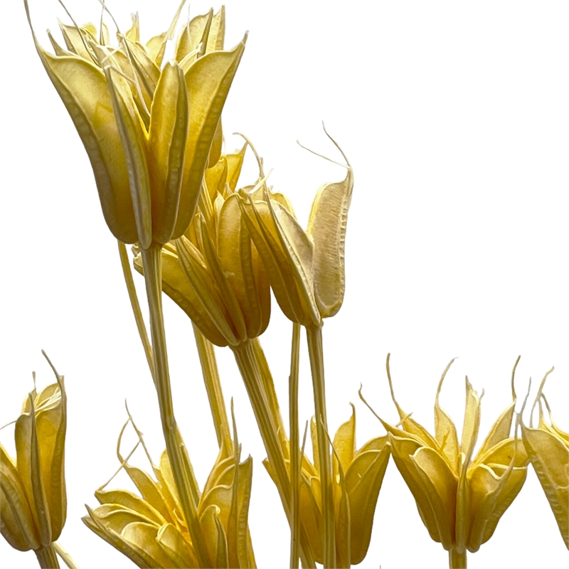 Bergamo Art Bundle of 4 Dried Octagon Flower in Orange