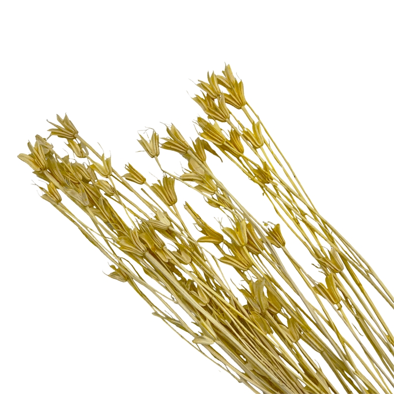 Bergamo Art Bundle of 4 Dried Octagon Flower in Orange