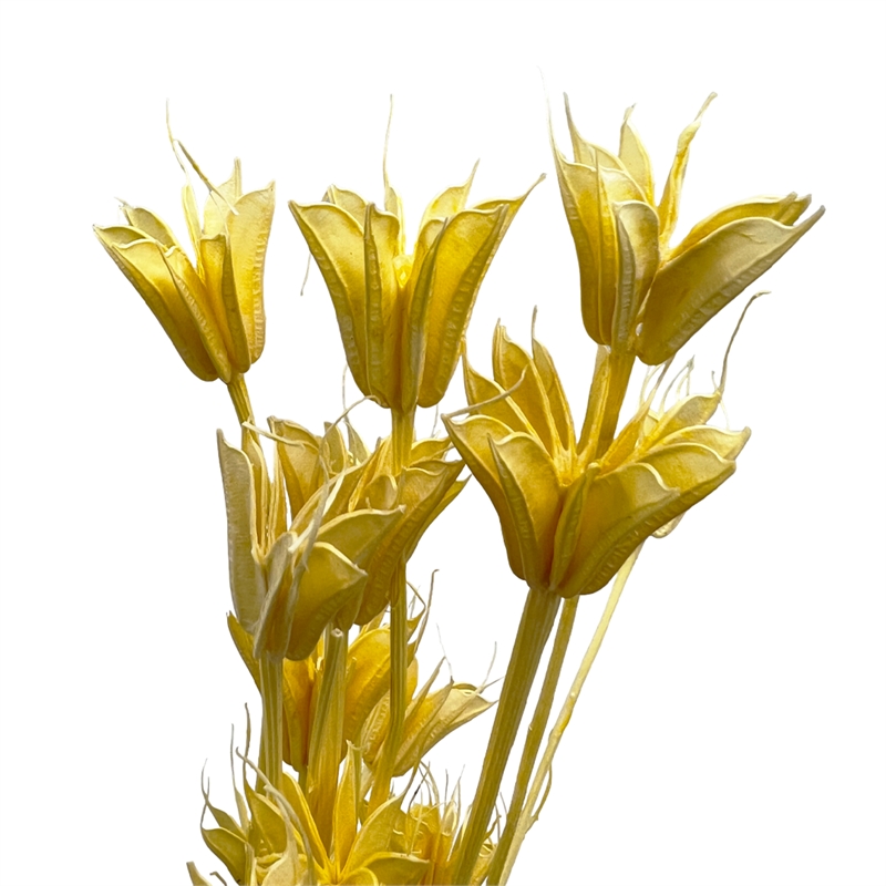 Bergamo Art Bundle of 4 Dried Octagon Flower in Orange