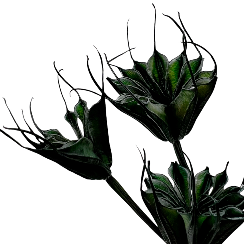 Bergamo Art Bundle of 4 Dried Octagon Flower in Dark Green