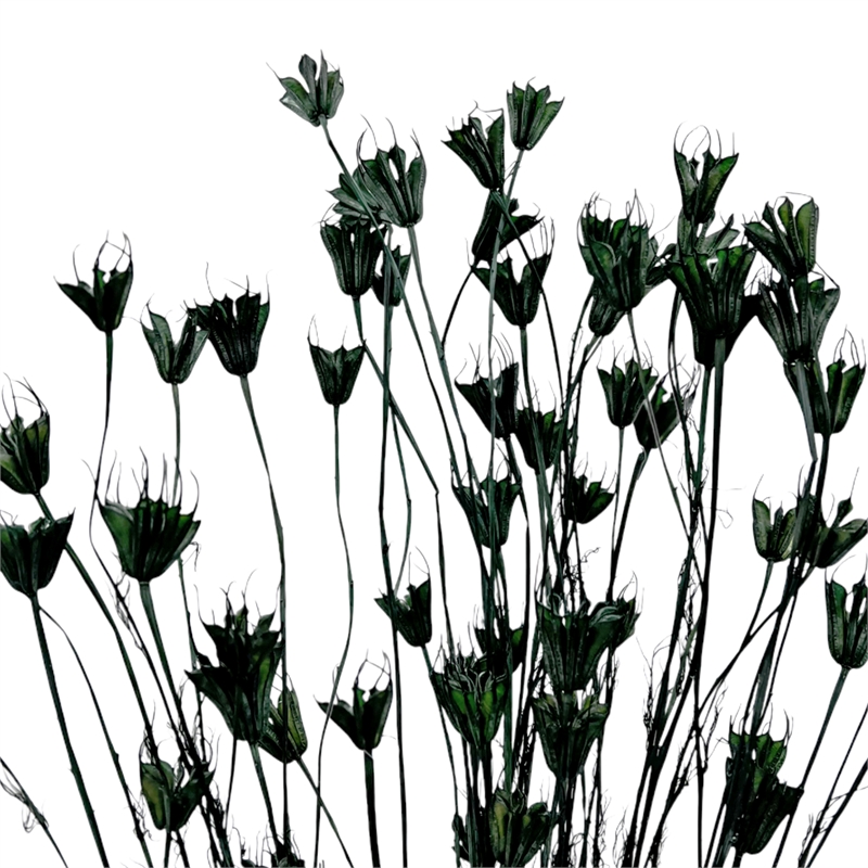 Bergamo Art Bundle of 4 Dried Octagon Flower in Dark Green