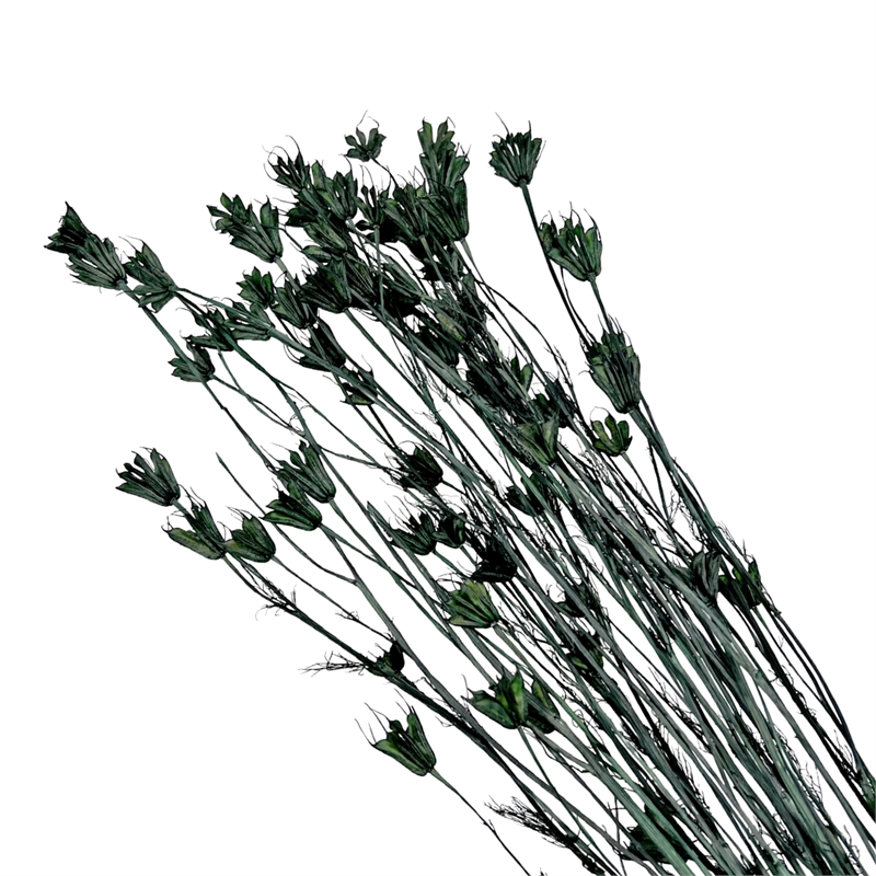 Bergamo Art Bundle of 4 Dried Octagon Flower in Dark Green