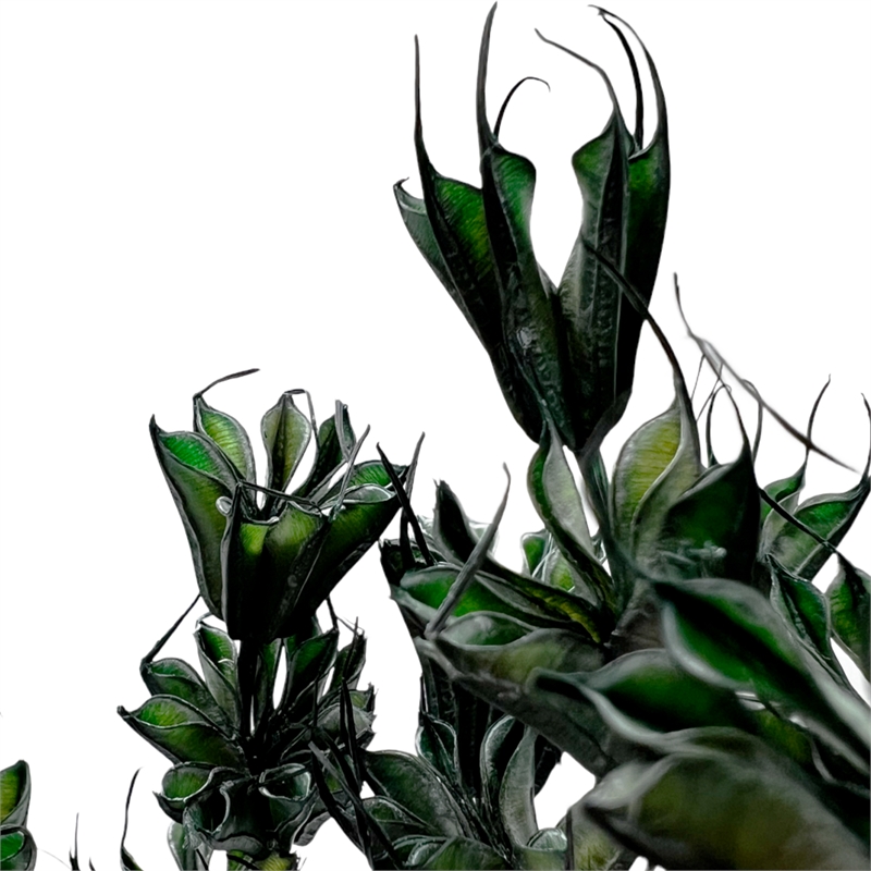 Bergamo Art Bundle of 4 Dried Octagon Flower in Dark Green