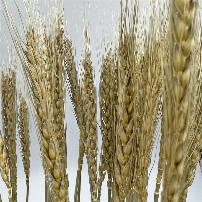 Bergamo Art Bundle of 4 Dried wheat 24