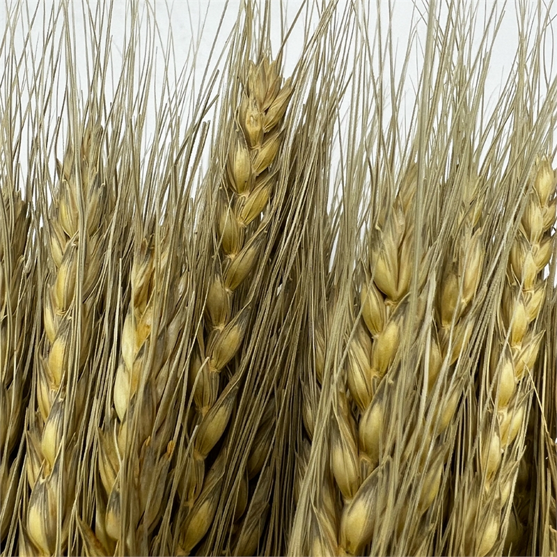 Bergamo Art Bundle of 4 Dried wheat 24