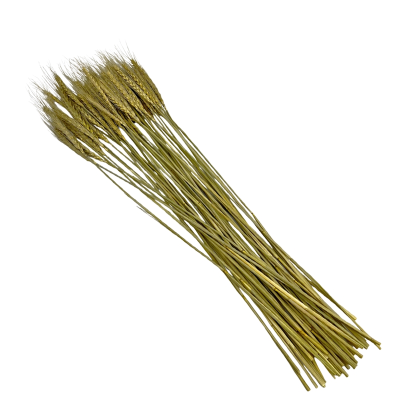Bergamo Art Bundle of 4 Dried wheat 24