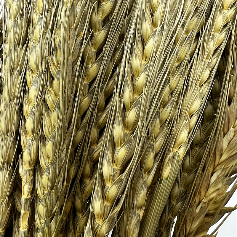 Bergamo Art Bundle of 4 Dried wheat 24
