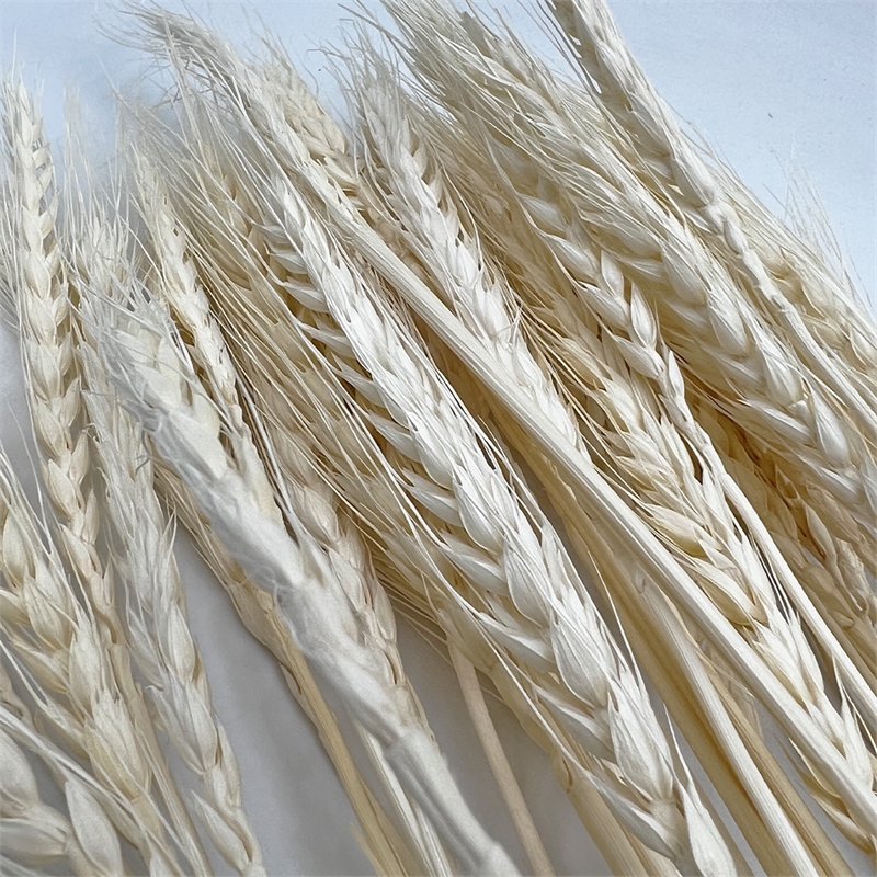 Bergamo Art Bundle of 4 Dried Wheat 24