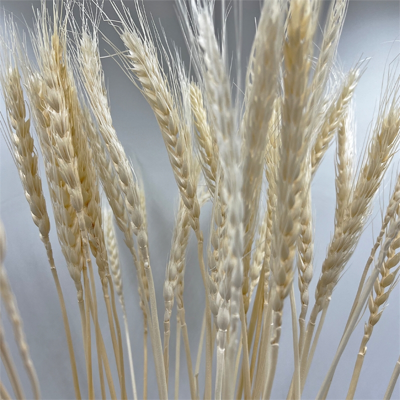 Bergamo Art Bundle of 4 Dried Wheat 24