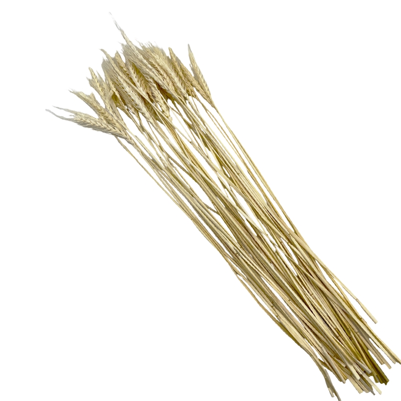 Bergamo Art Bundle of 4 Dried Wheat 24