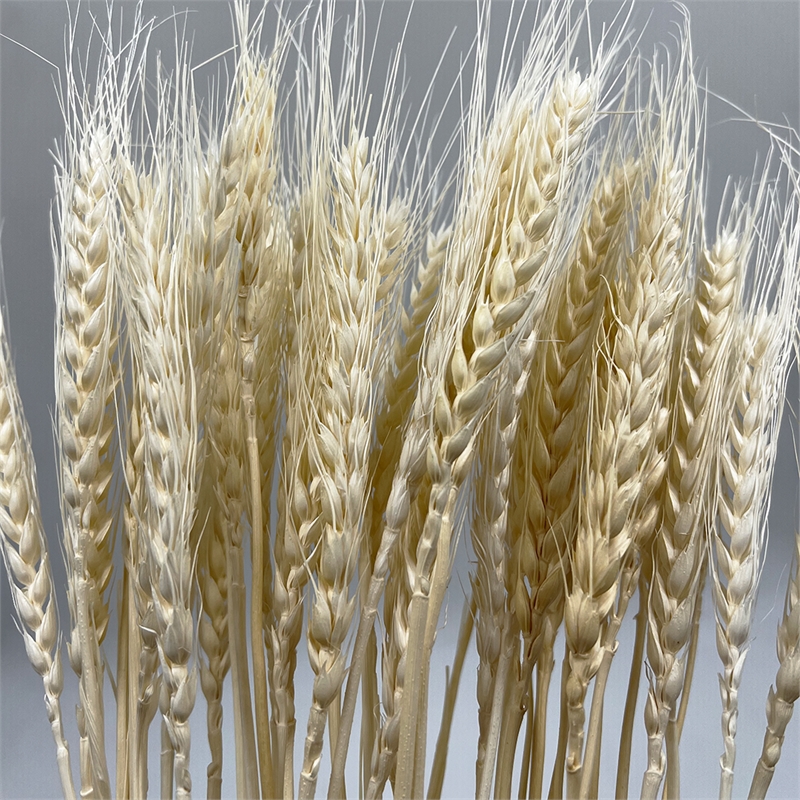 Bergamo Art Bundle of 4 Dried Wheat 24