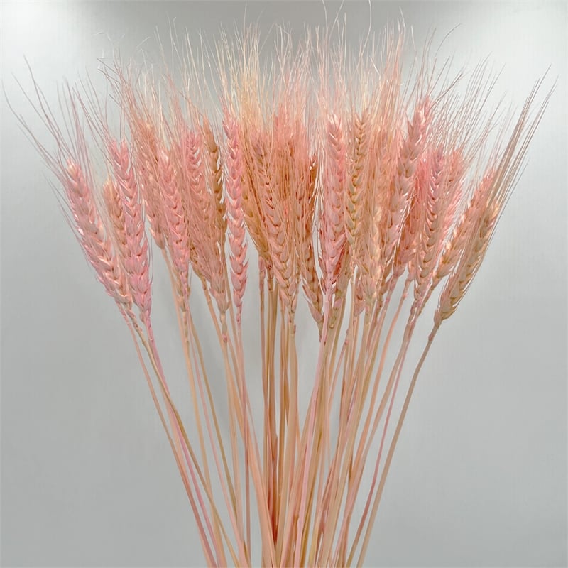 Bergamo Art Bundle of 4 Dried Wheat 24