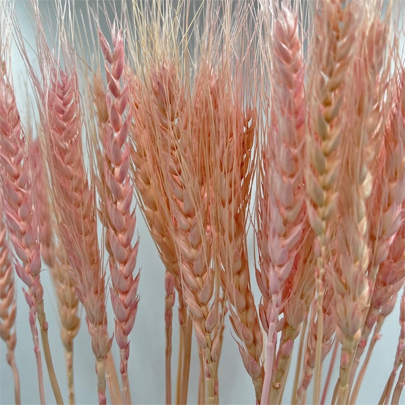 Bergamo Art Bundle of 4 Dried Wheat 24