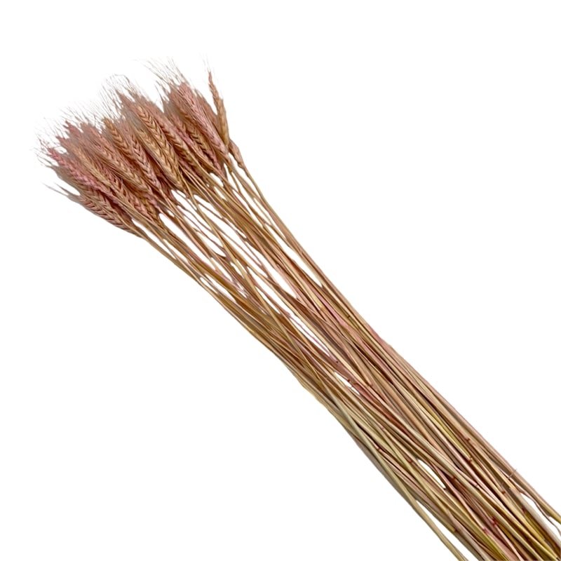 Bergamo Art Bundle of 4 Dried Wheat 24