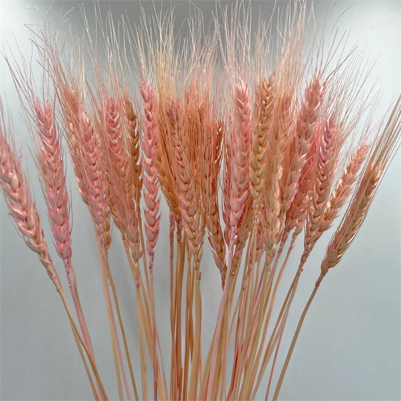 Bergamo Art Bundle of 4 Dried Wheat 24