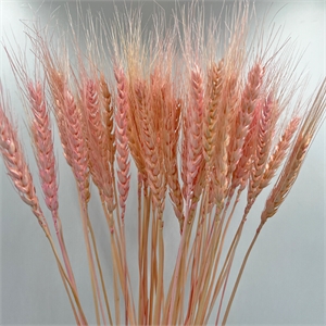 Bergamo Art Bundle of 4 Dried Wheat 24&quot long in Pink