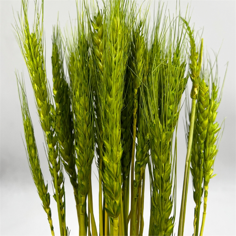 Bergamo Art Bundle of 4 Dried wheat 24